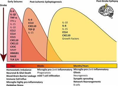 Frontiers | Inflammation Mediated Epileptogenesis As Possible Mechanism ...